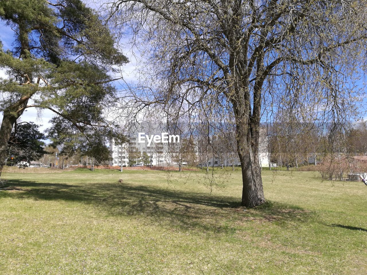 VIEW OF TREES ON LANDSCAPE