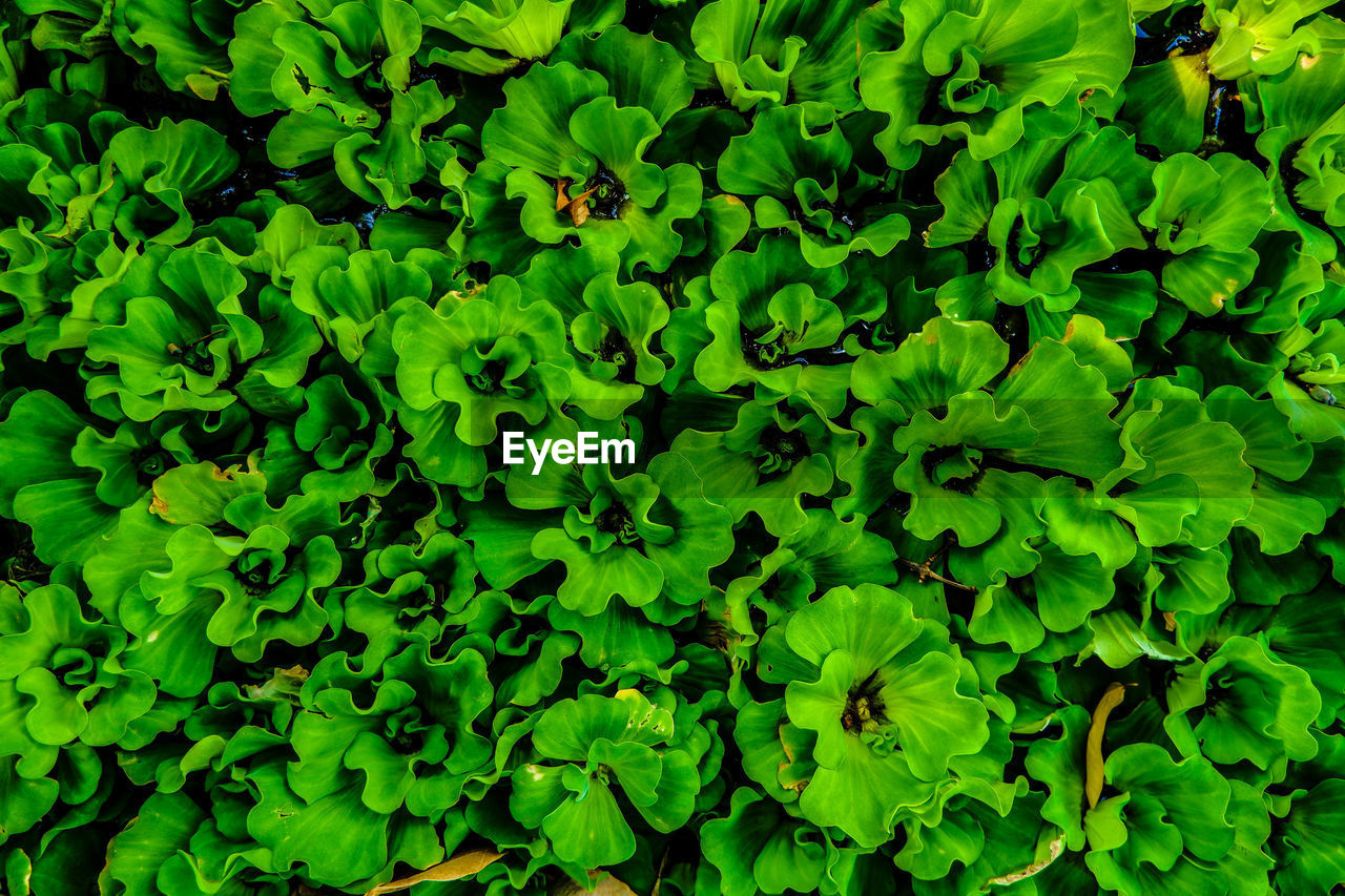 Full frame shot of fresh green plants