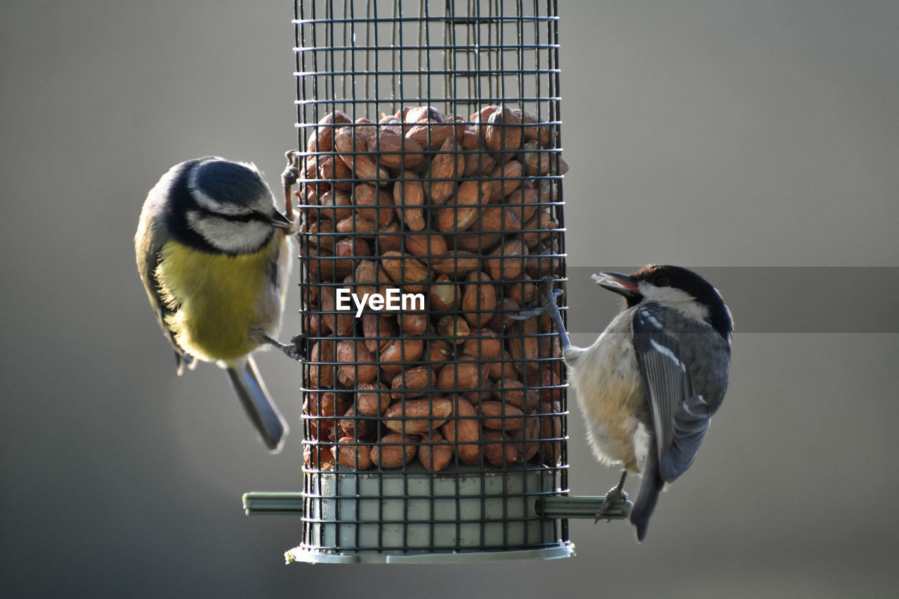 Blue tits on bird feeder