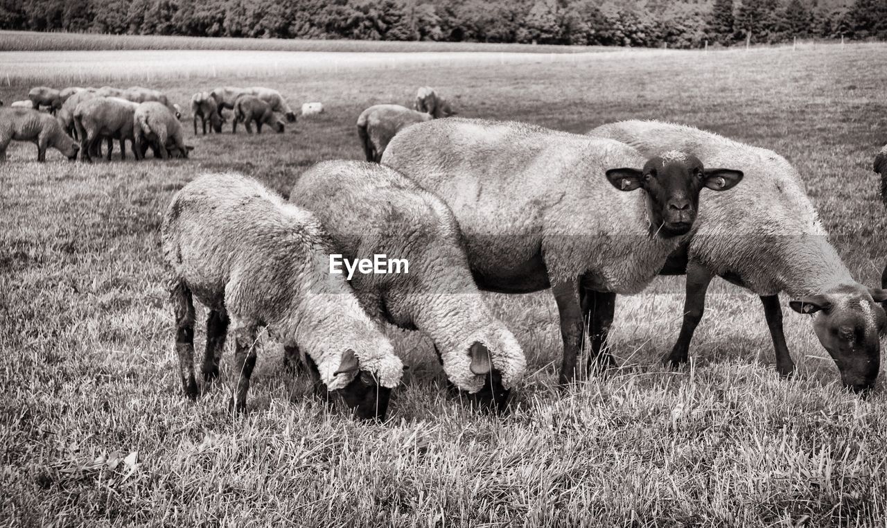 Sheep grazing on field