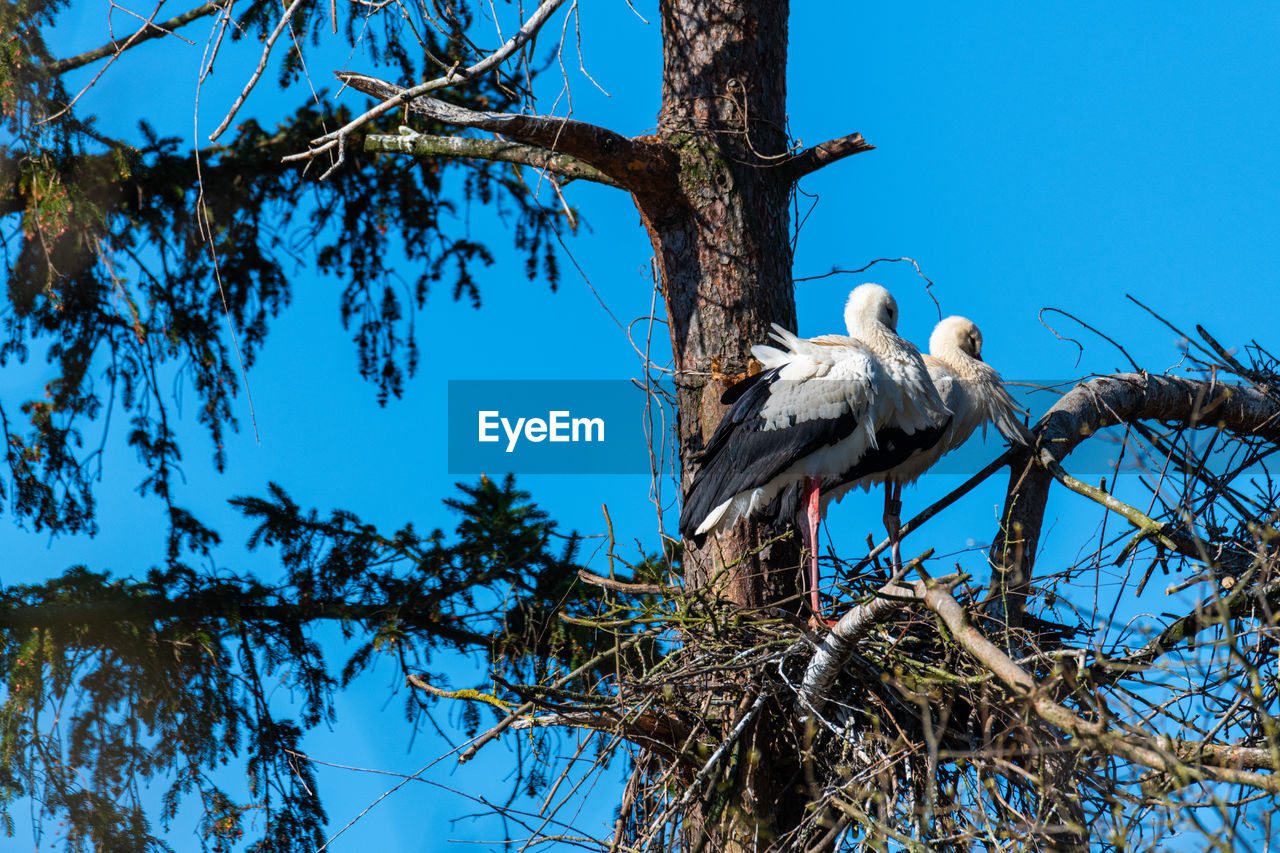 tree, bird, animal themes, animal, wildlife, animal wildlife, plant, branch, blue, perching, sky, nature, clear sky, low angle view, no people, animal nest, stork, one animal, outdoors, day, ciconiiformes, bare tree, beauty in nature