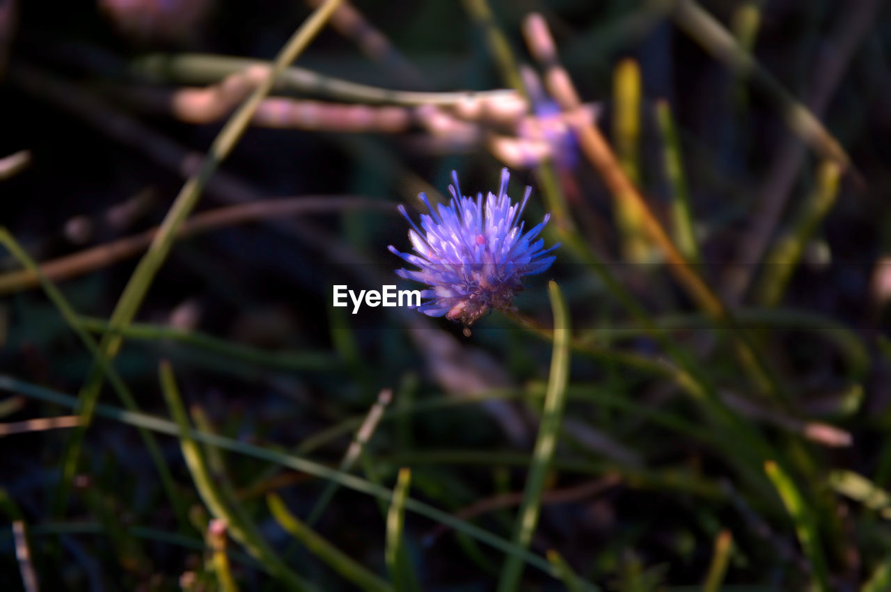 Close-up of fresh purple flower