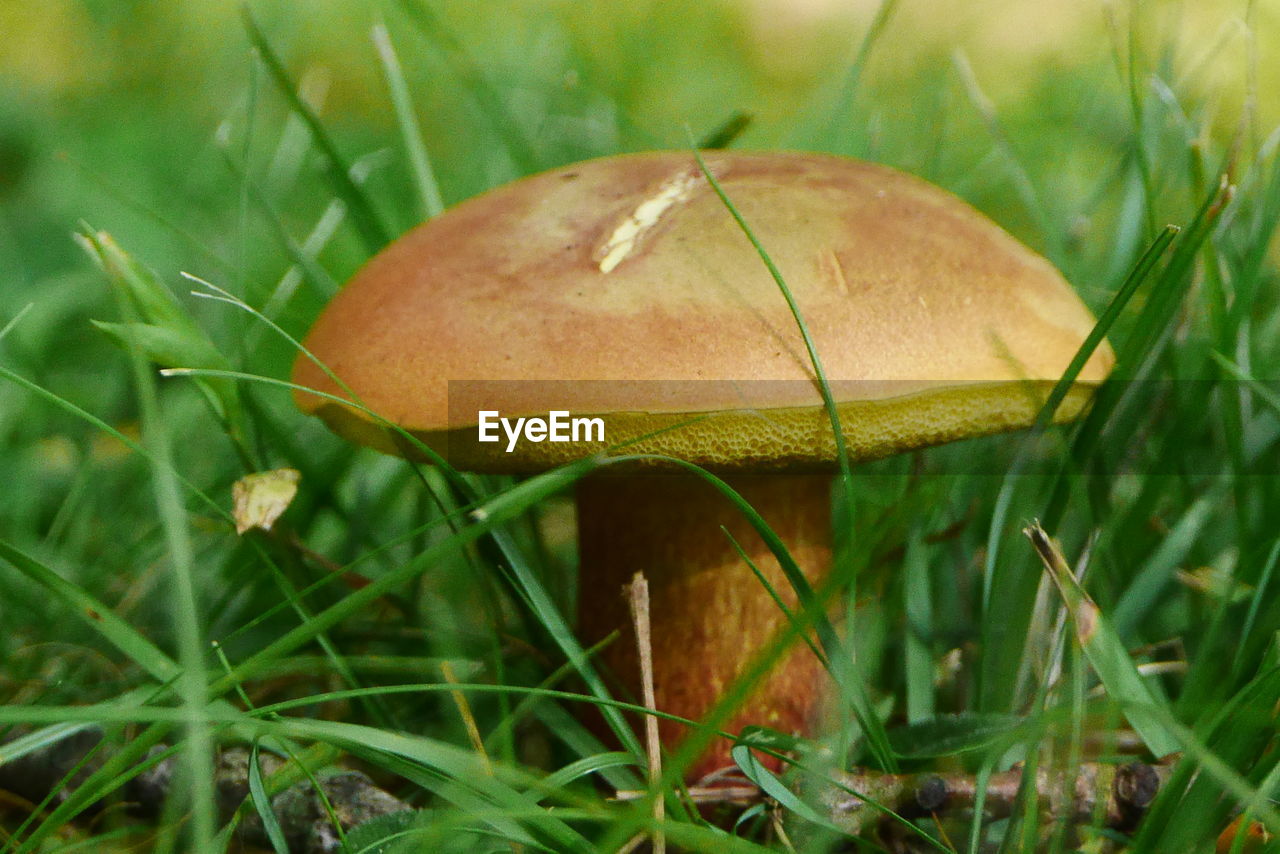 Close-up surface level of mushroom