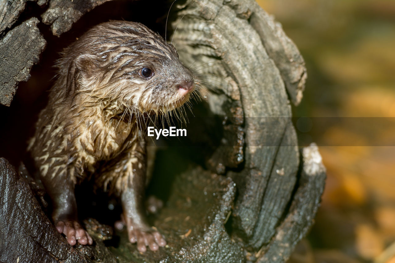 Close-up of cute wet rodent in hollow