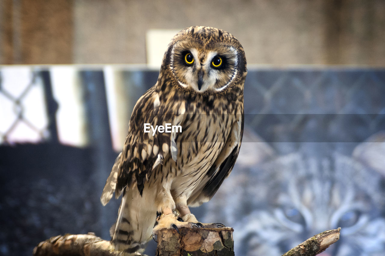 Close-up of owl perching on wood