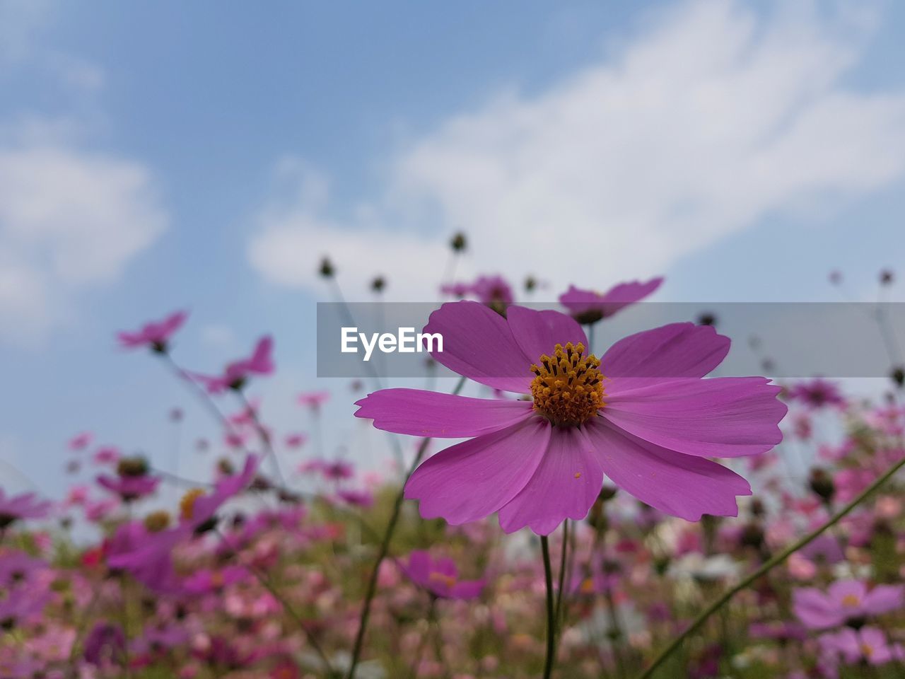 Close-up of pink cosmos flowers blooming against sky