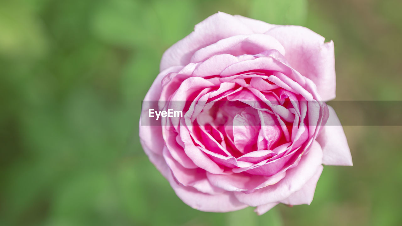 CLOSE-UP OF PINK ROSES