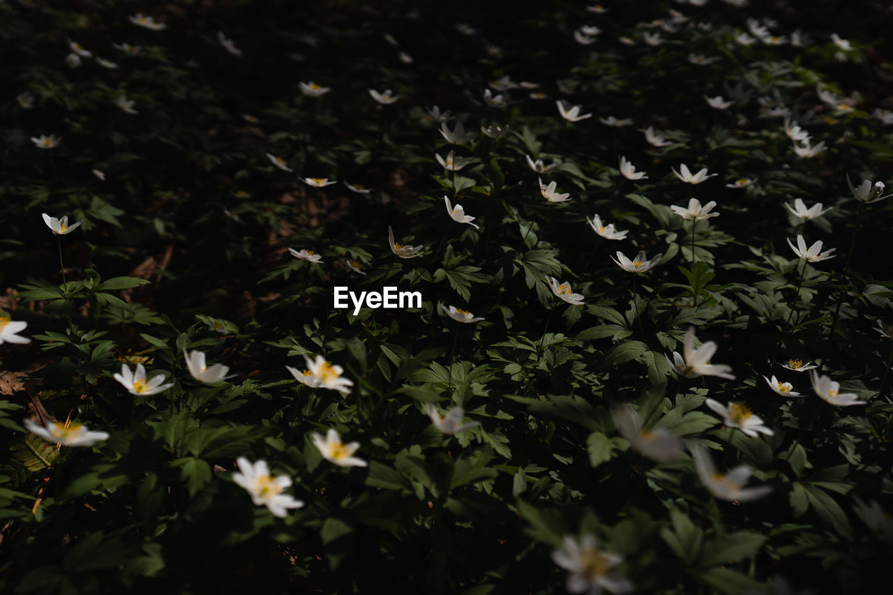 plant, leaf, green, nature, flower, plant part, sunlight, growth, flowering plant, beauty in nature, no people, freshness, close-up, outdoors, land, day, grass, field, fragility, selective focus, yellow