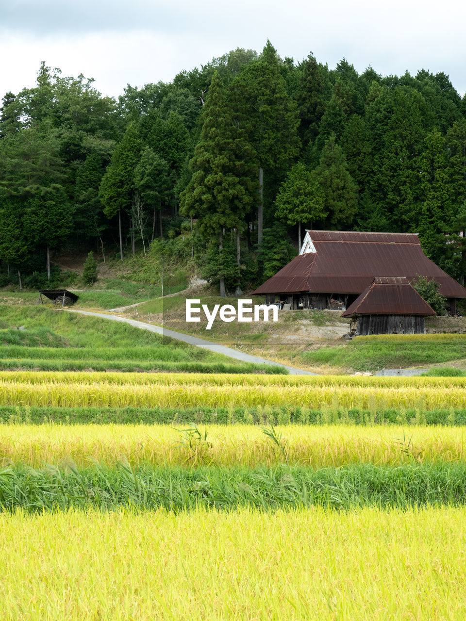 SCENIC VIEW OF GRASSY FIELD AGAINST TREES