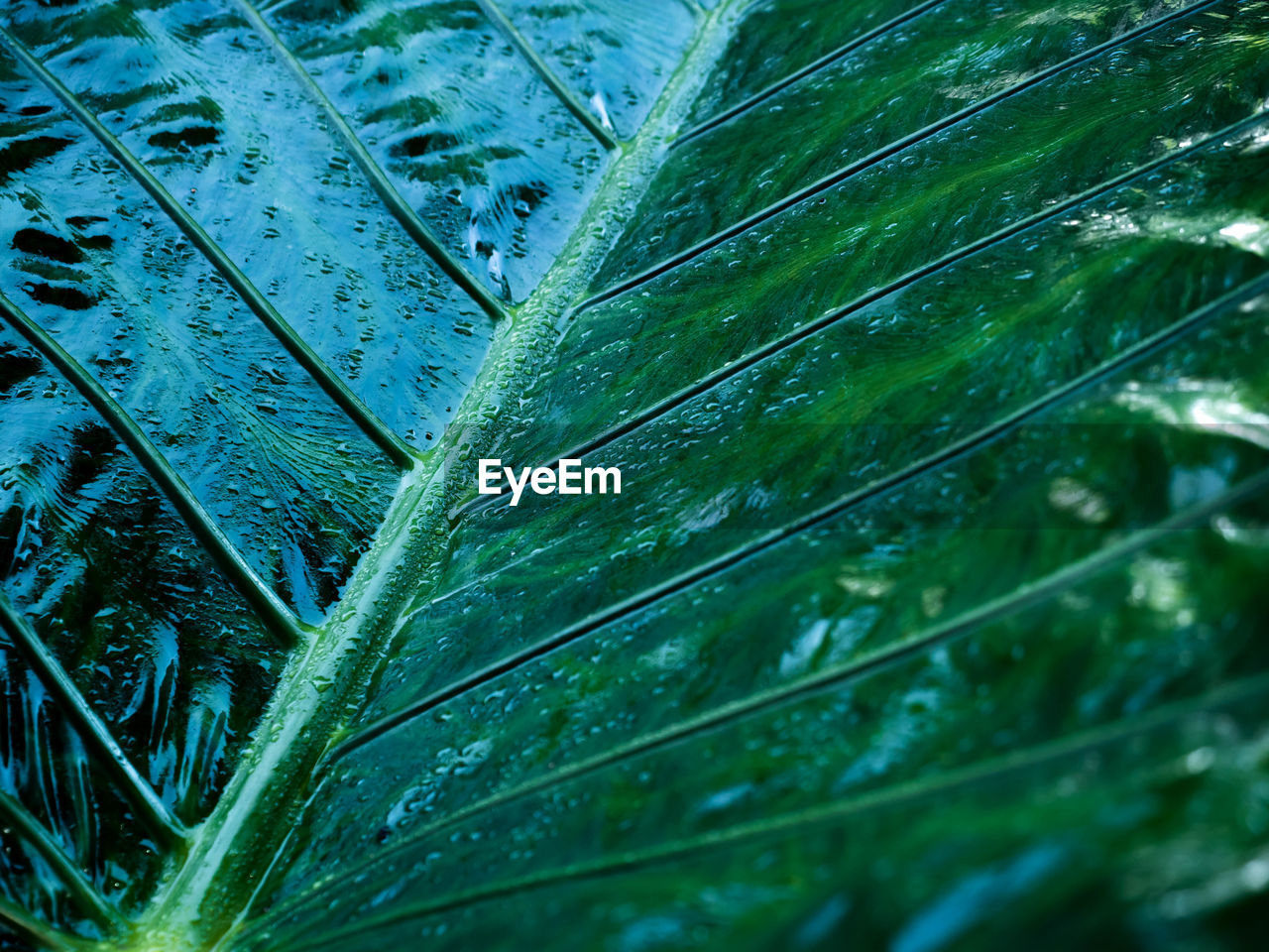 FULL FRAME SHOT OF RAINDROPS ON PLANT LEAVES