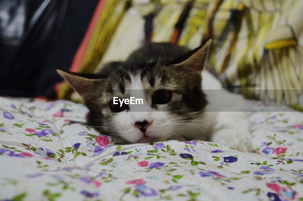 CLOSE-UP OF A CAT RESTING ON BED AT HOME