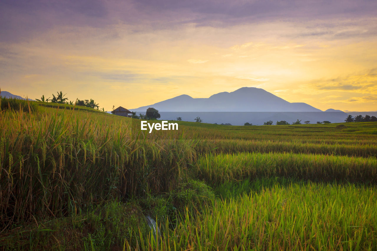 Scenic view of agricultural field against sky during sunset