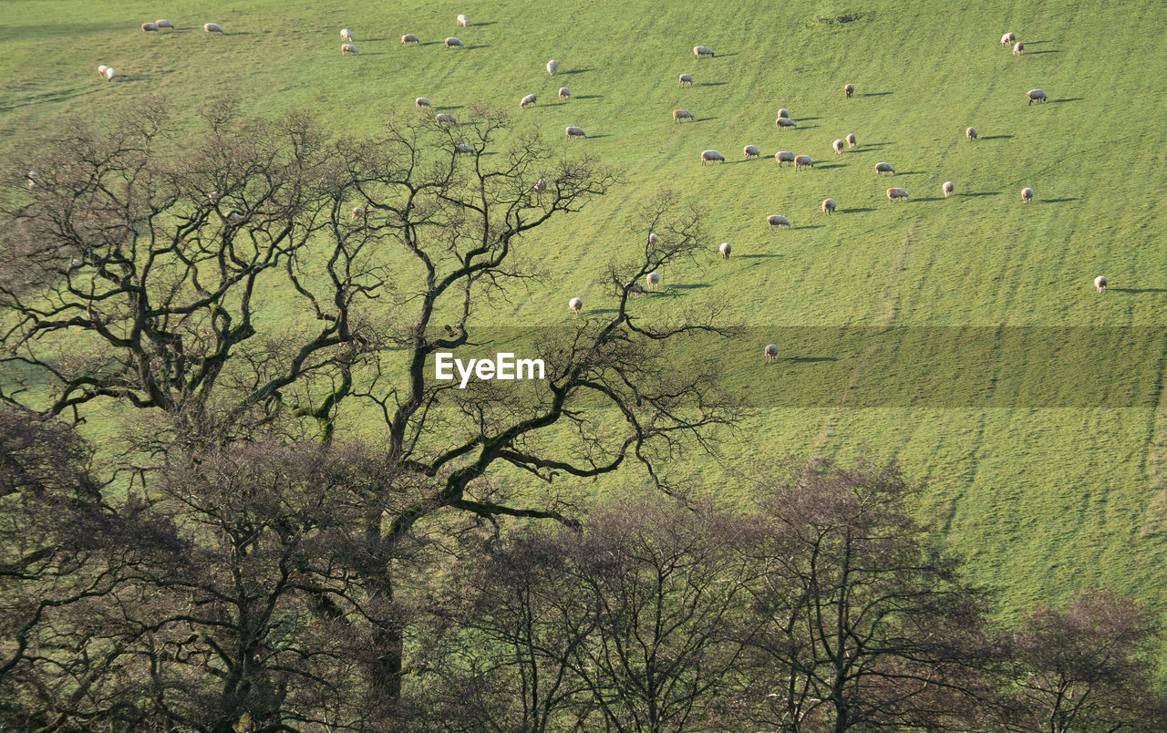 HIGH ANGLE VIEW OF TREES GROWING ON FIELD