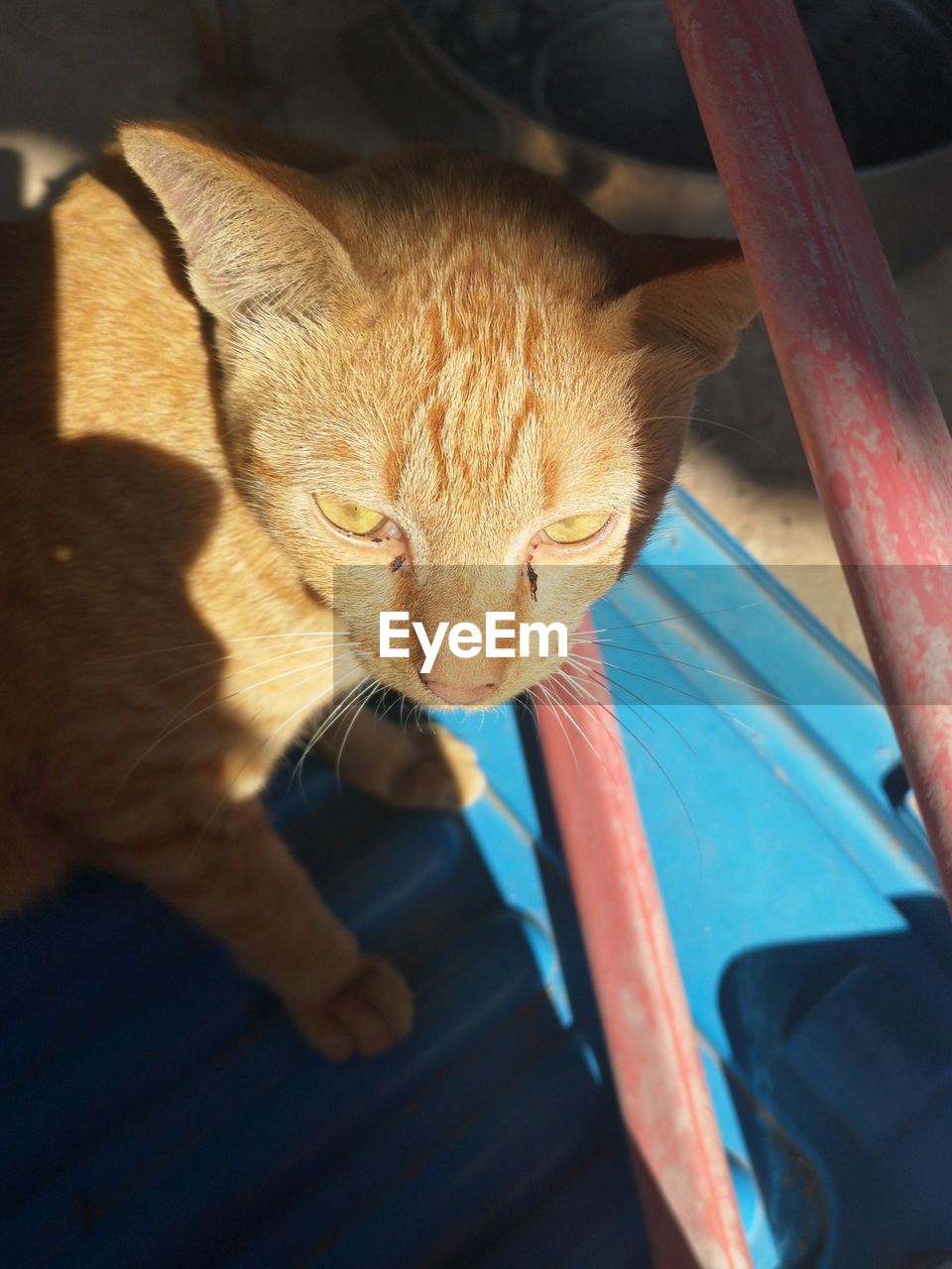 High angle view of cat drinking water