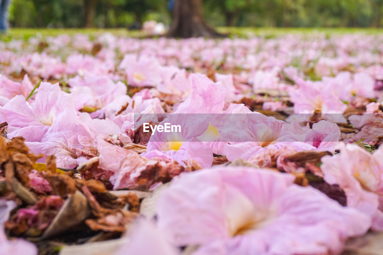 CLOSE-UP OF PINK FLOWERS ON FIELD