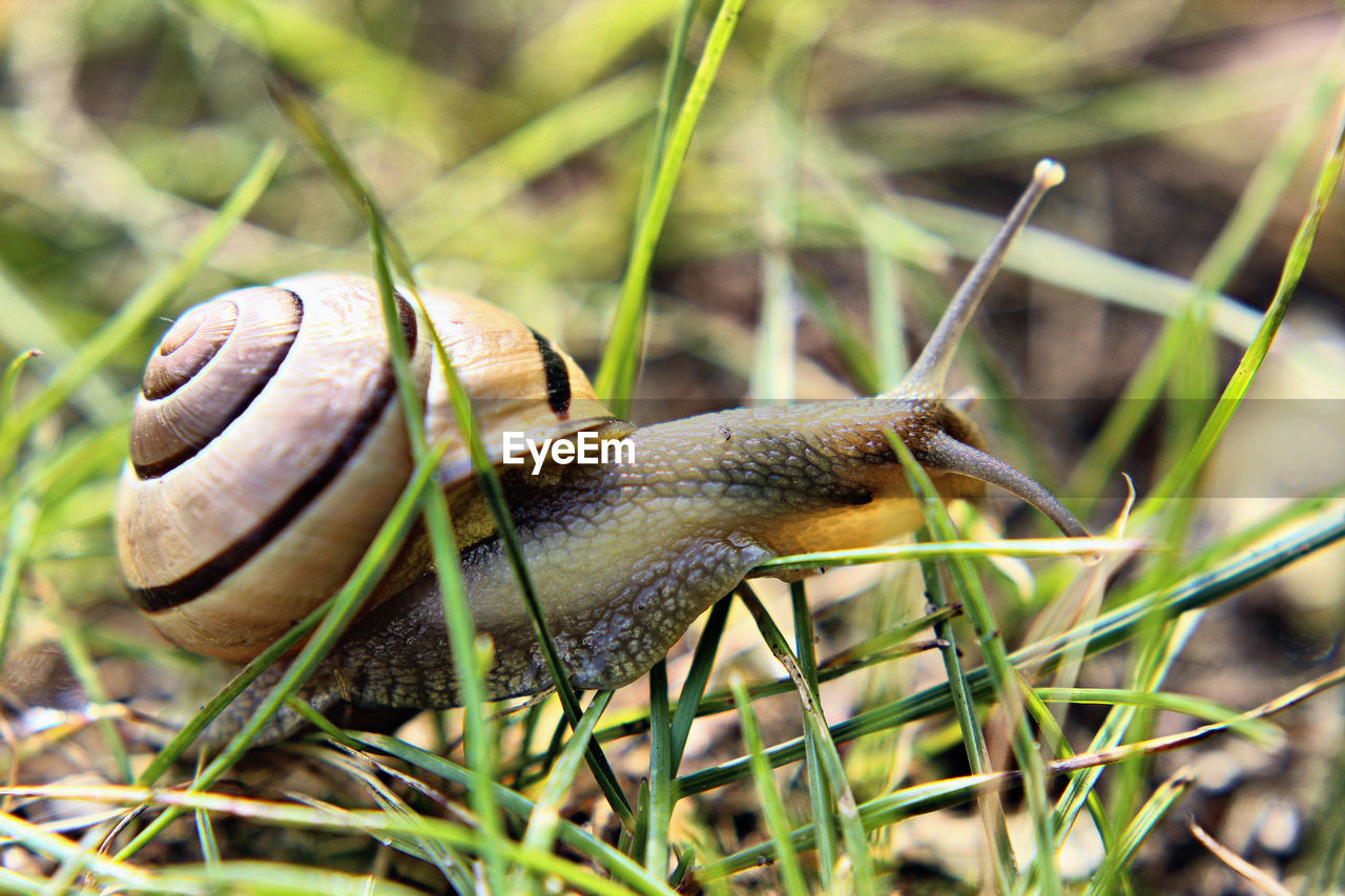 Close-up of snail on grass