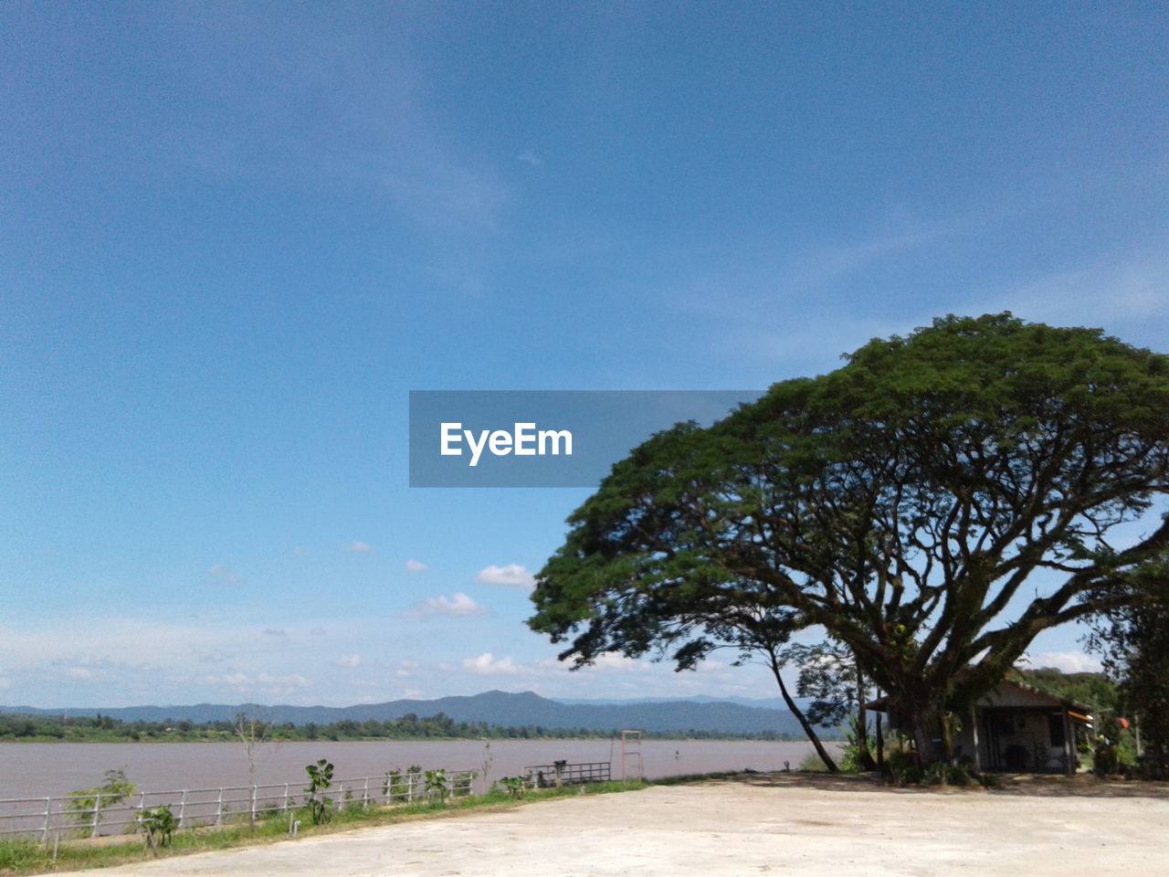 TREE ON BEACH AGAINST SKY