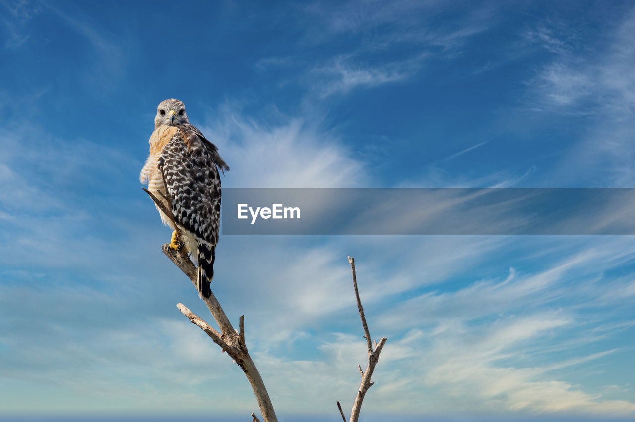 Red shouldered hawk looking at you