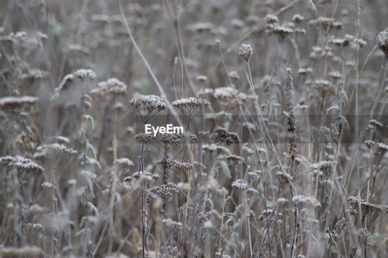 Close-up of plants on field during winter