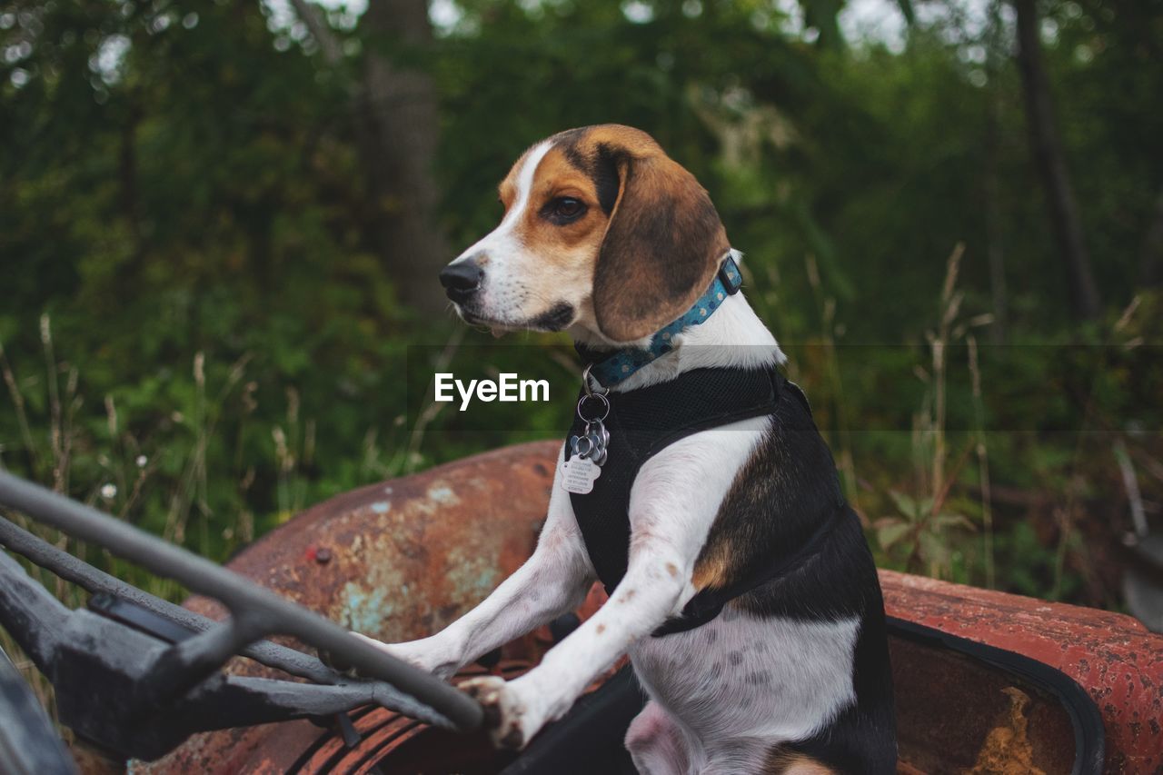 DOG LOOKING AWAY WHILE SITTING OUTDOORS