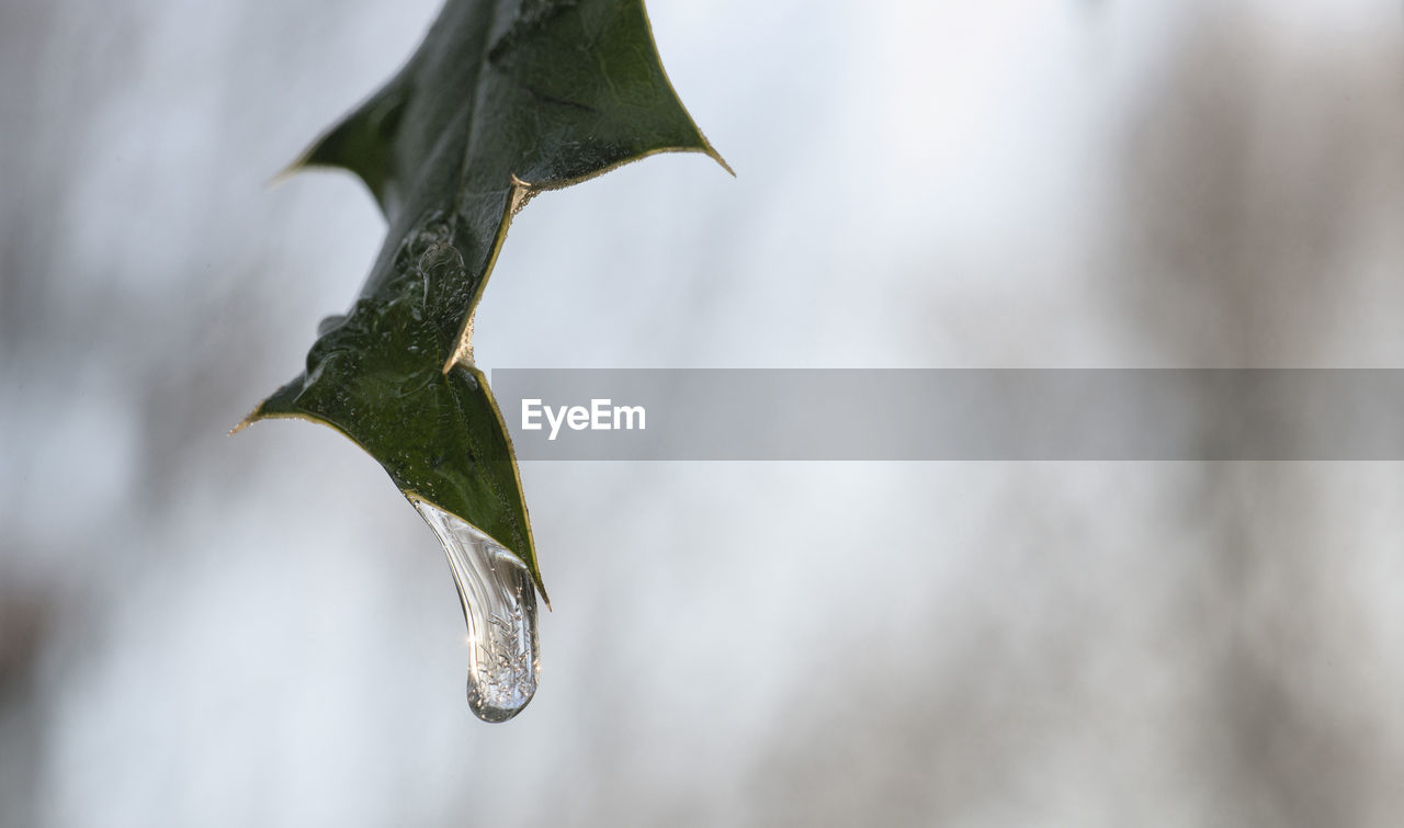CLOSE-UP OF WATER DROP ON TREE