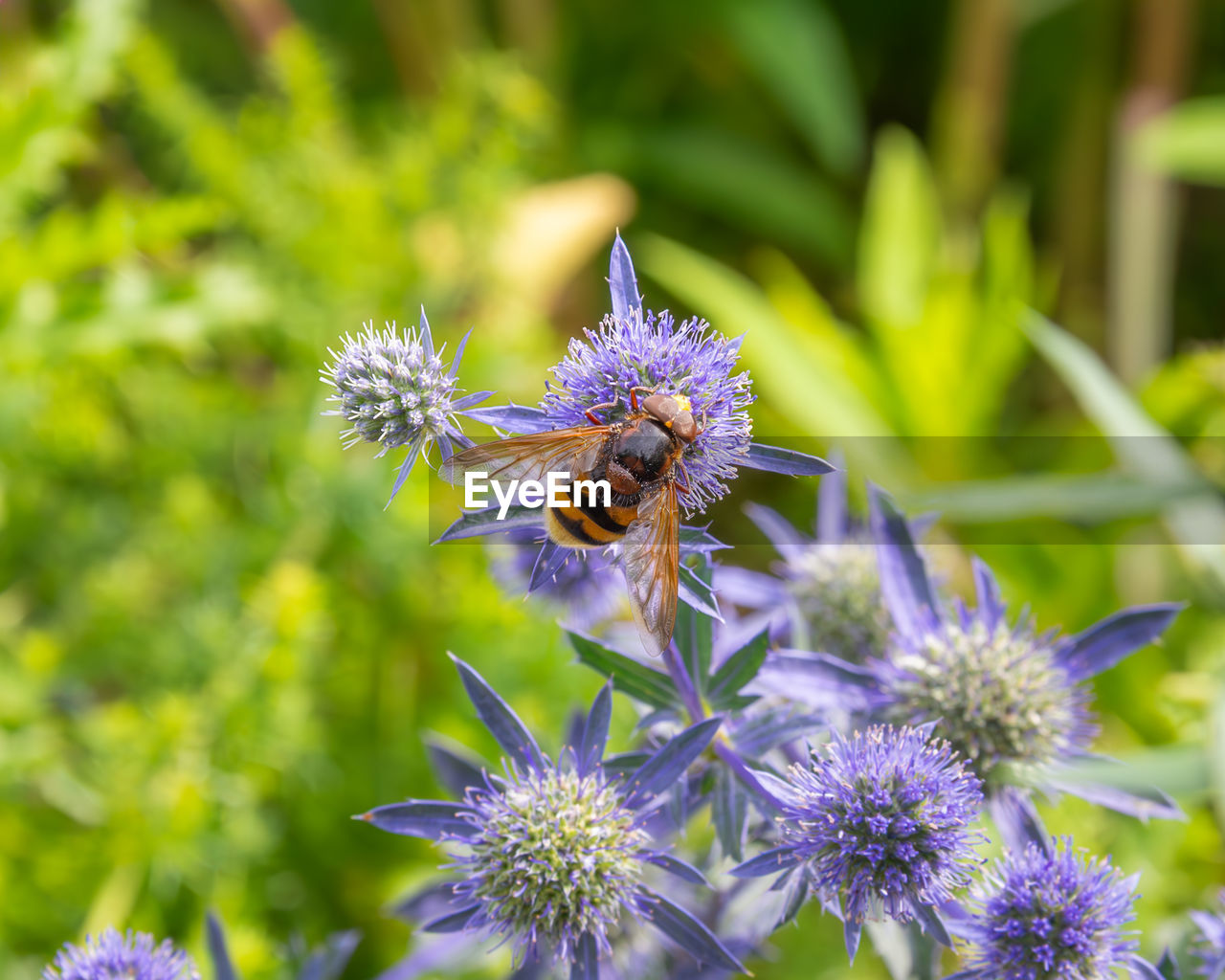 flower, flowering plant, plant, beauty in nature, animal themes, animal wildlife, animal, freshness, insect, purple, nature, close-up, one animal, fragility, wildlife, macro photography, meadow, flower head, no people, bee, growth, petal, focus on foreground, wildflower, macro, food, summer, honey bee, thistle, environment, pollination, outdoors, botany, animal wing, social issues, springtime, inflorescence, environmental conservation, eating