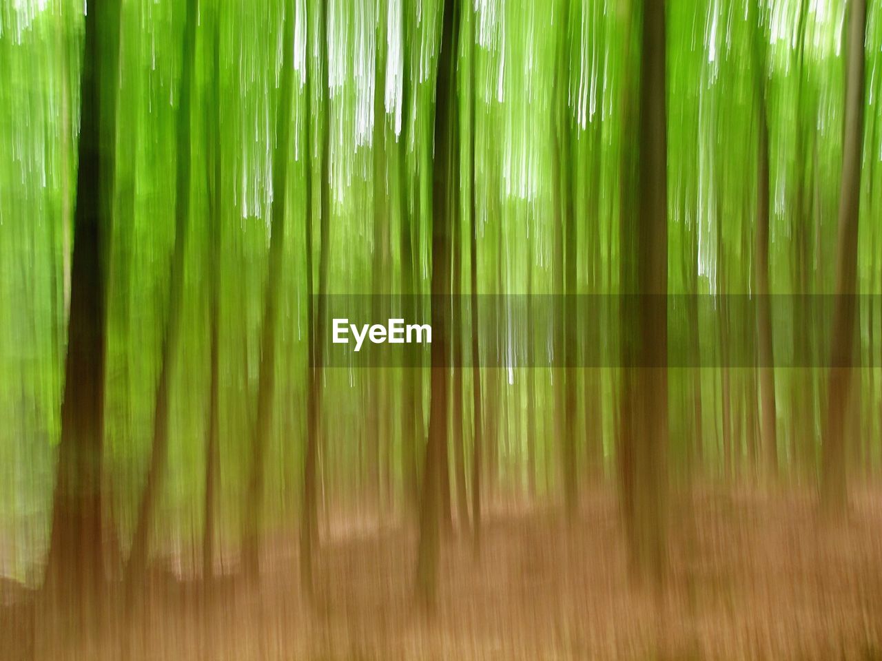 Full frame shot of trees in forest