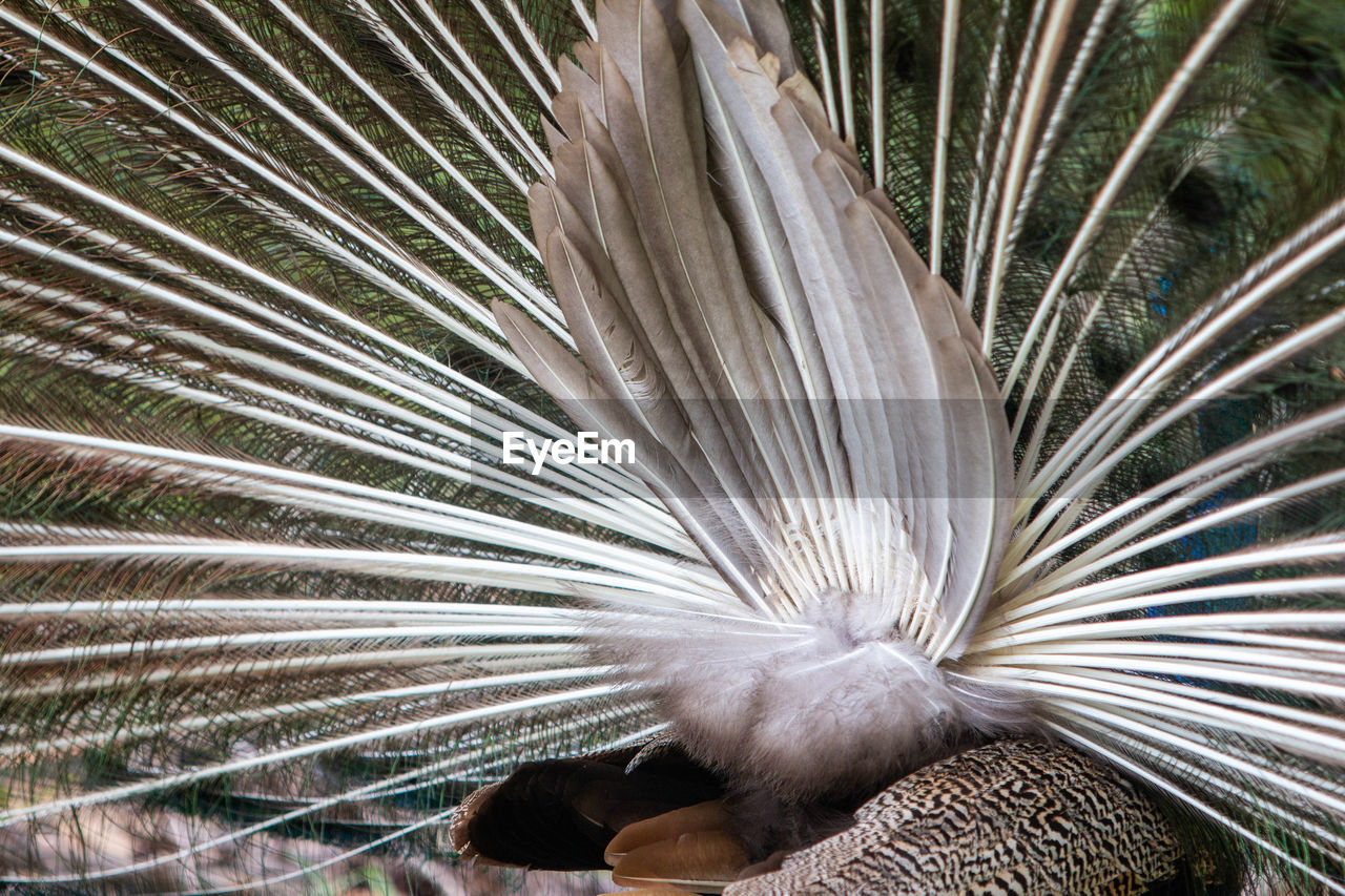 CLOSE-UP OF PEACOCK WITH PALM LEAVES