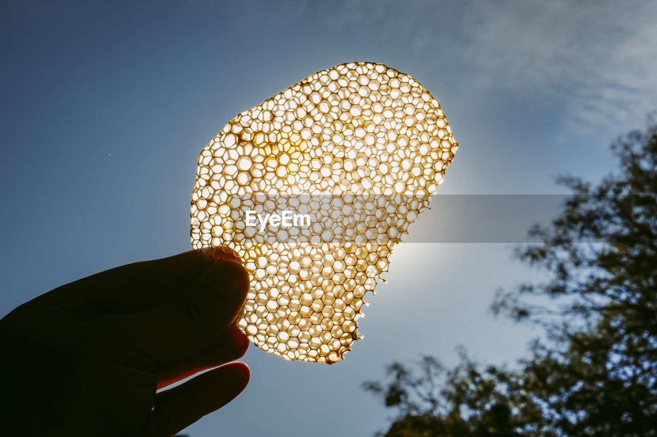 Hand holding a honeycomb towards the sun