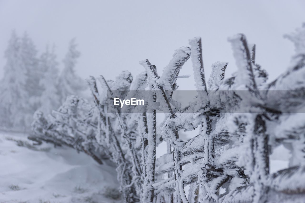 CLOSE-UP OF SNOW COVERED PINE TREES