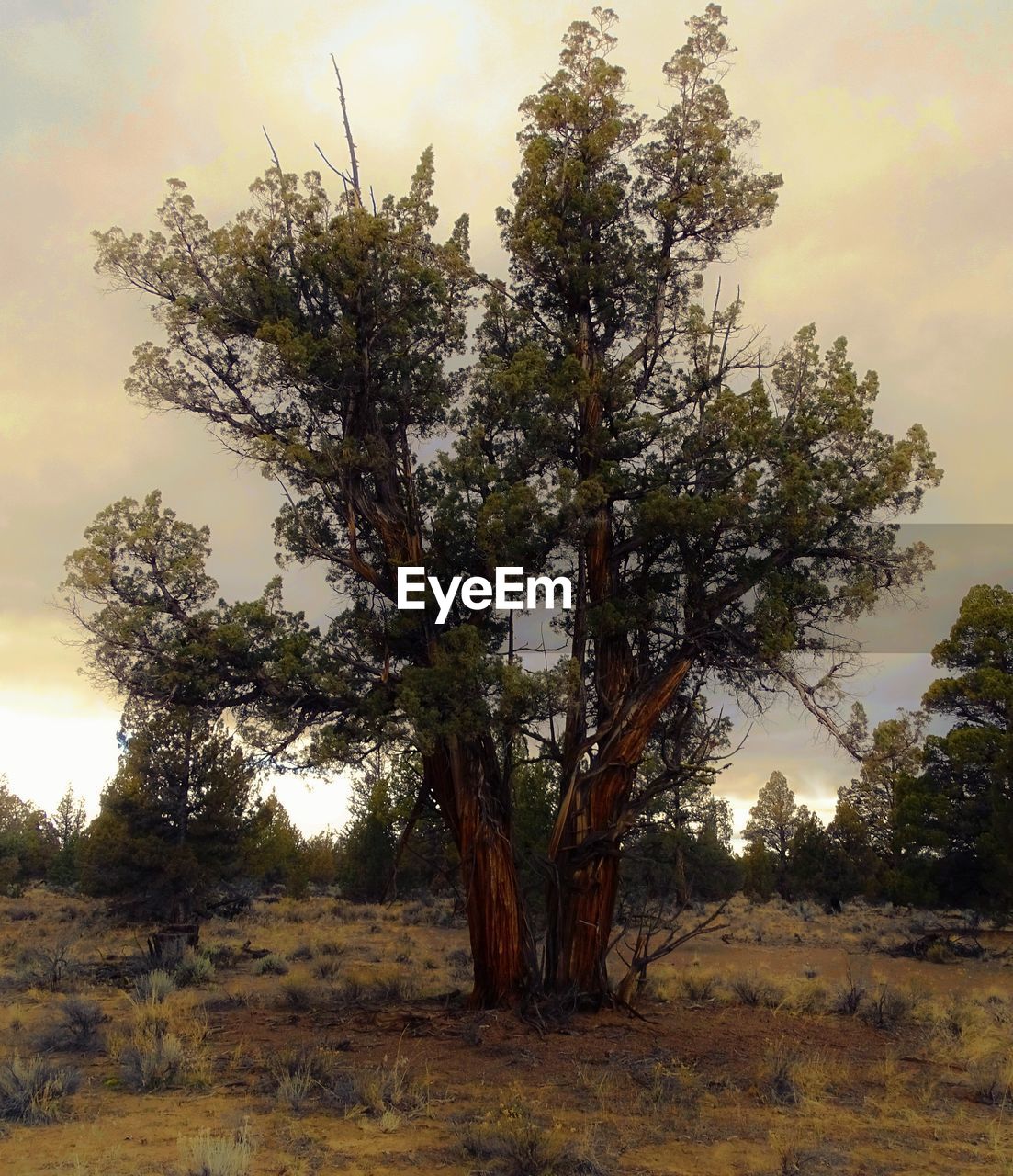 TREES ON LANDSCAPE AGAINST SKY