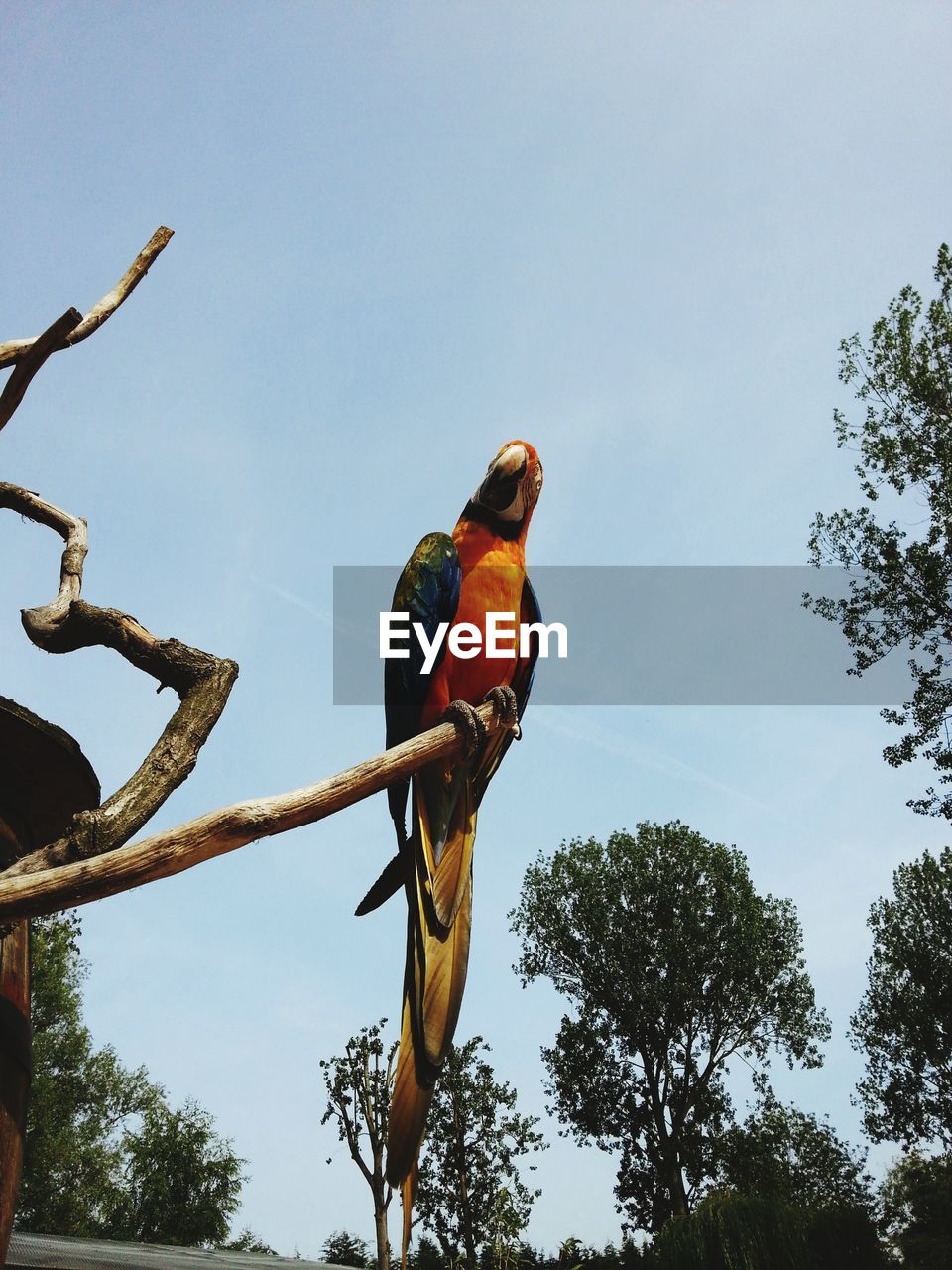 LOW ANGLE VIEW OF PARROT PERCHING ON BRANCH