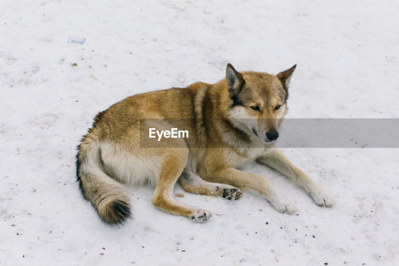 High angle view of wolf lying on snow