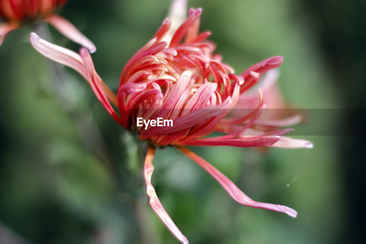 Close-up of pink flower blooming outdoors