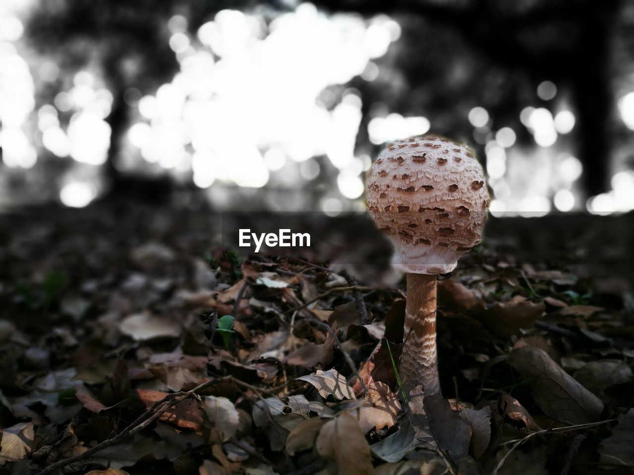 CLOSE-UP OF MUSHROOMS ON LEAVES