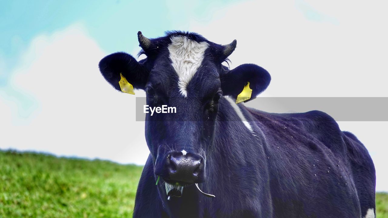 animal, animal themes, mammal, domestic animals, one animal, livestock, animal wildlife, grass, pasture, cattle, pet, nature, portrait, no people, black, plant, field, looking at camera, meadow, day, outdoors, sky, standing, plain, landscape, wildlife, grassland, grazing, land, agriculture, herbivorous