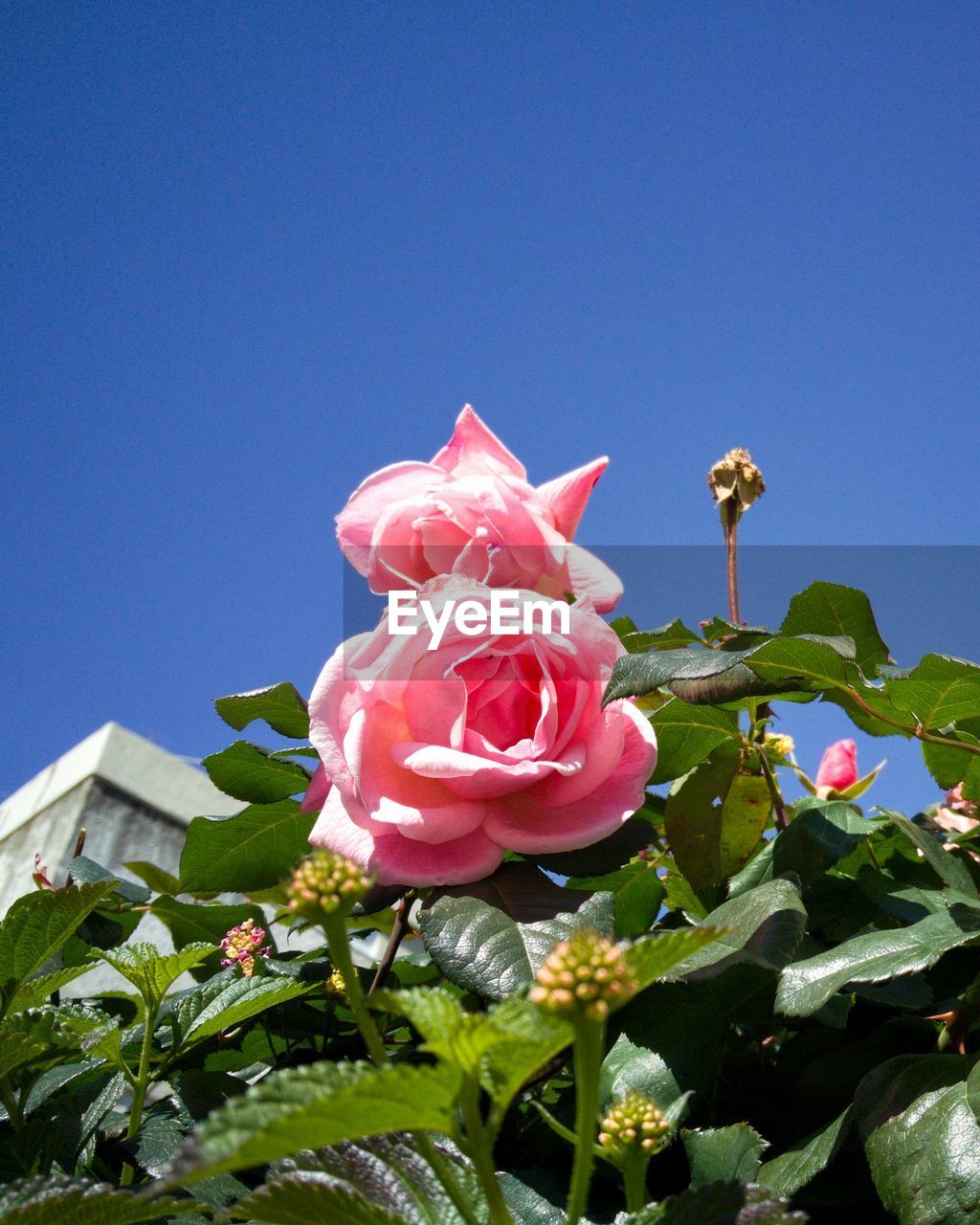 Close-up of pink flowers against clear sky