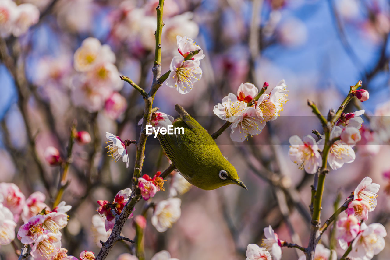 Plum blossom