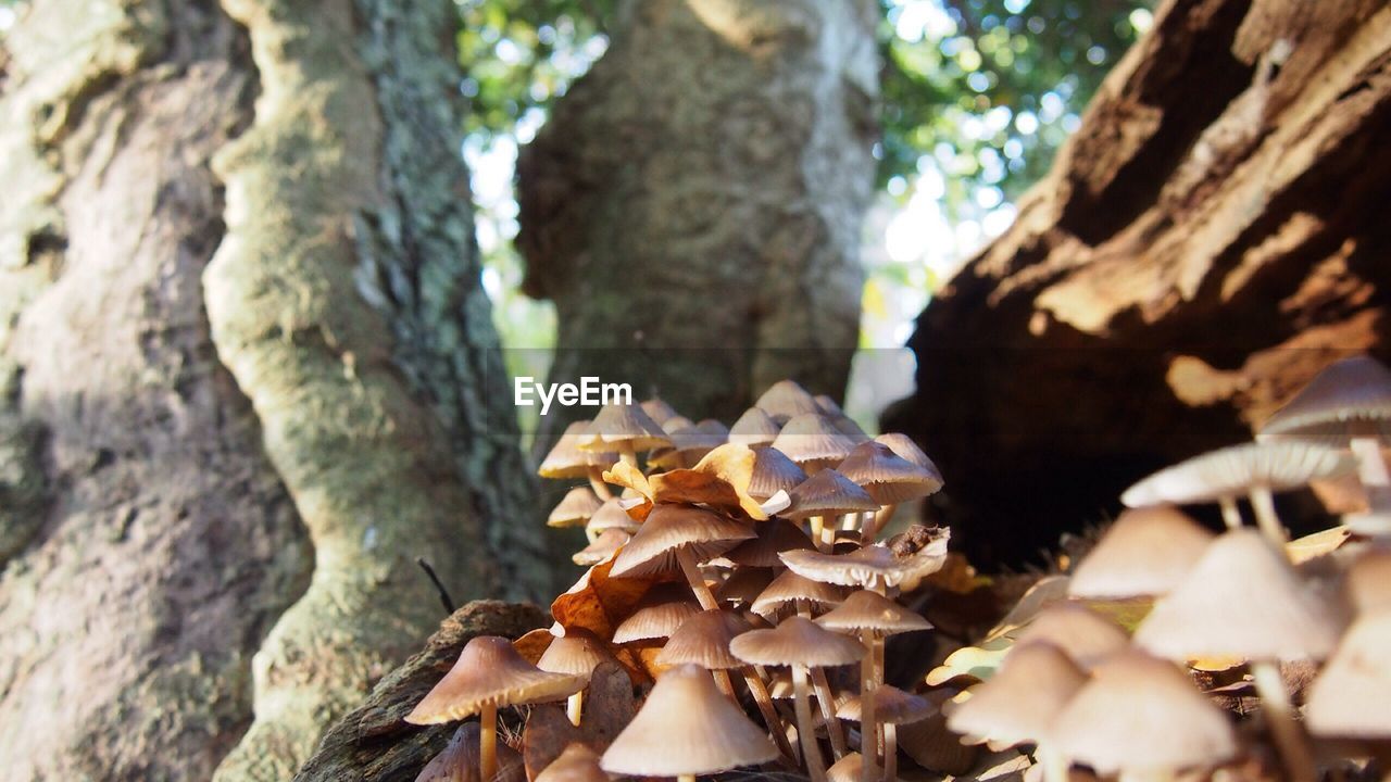 Close-up of tree trunk in forest