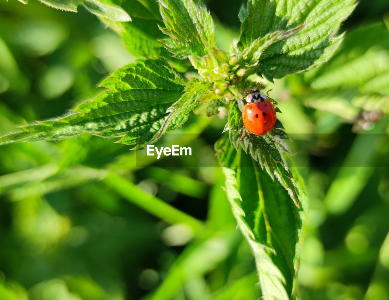 LADYBUG ON LEAF