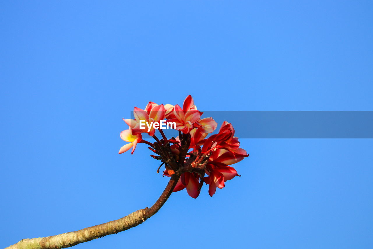 Close-up of orange flowering plant against clear blue sky