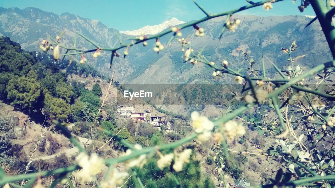 Branches against mountain