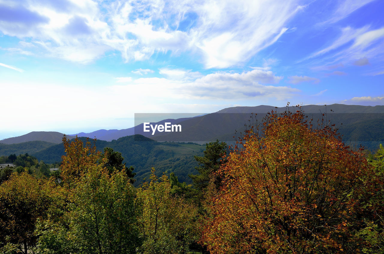 TREES ON LANDSCAPE AGAINST SKY