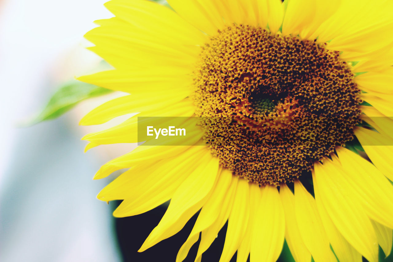 CLOSE UP OF SUNFLOWER