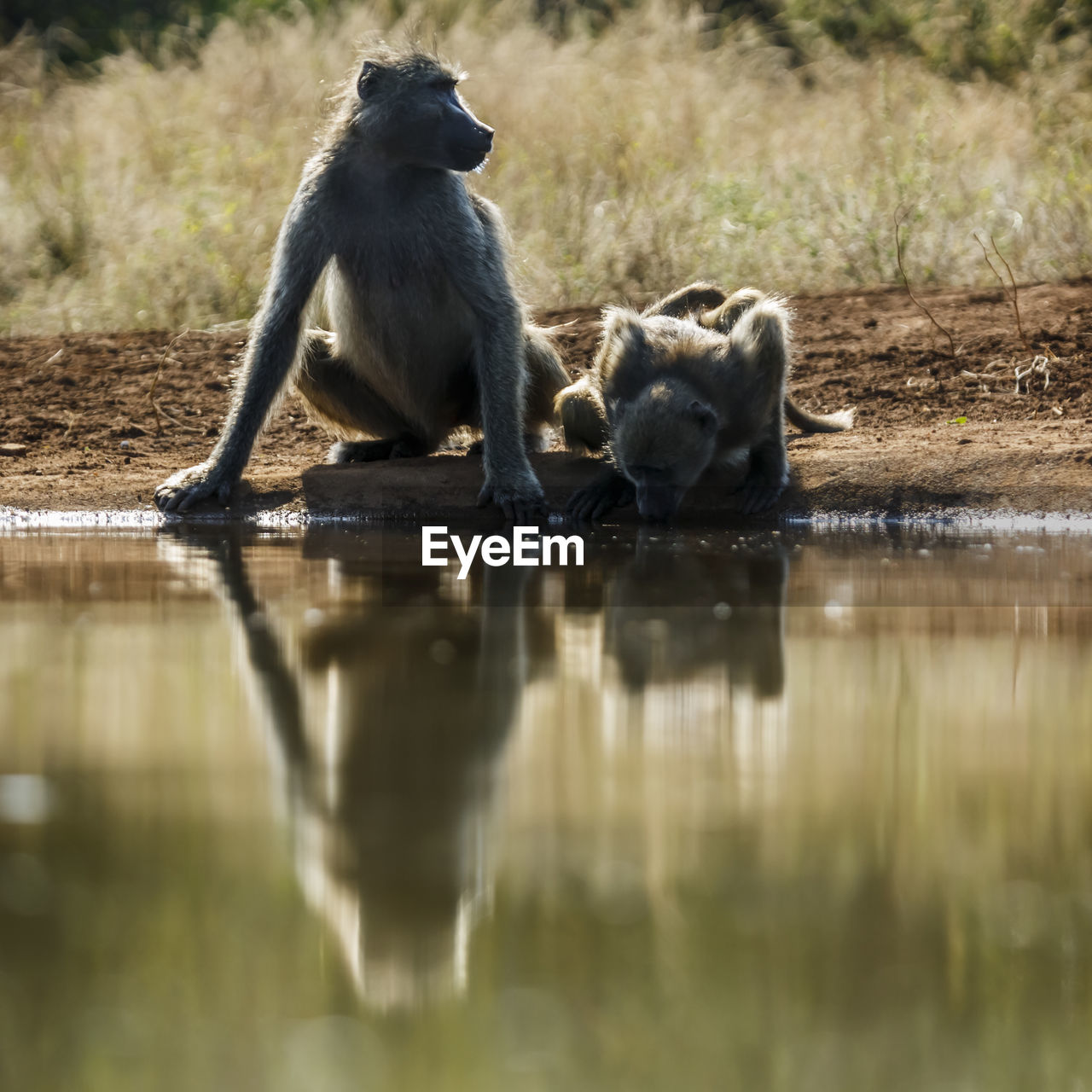 monkey sitting on lake