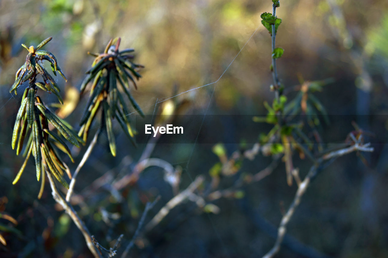 Close-up of plant