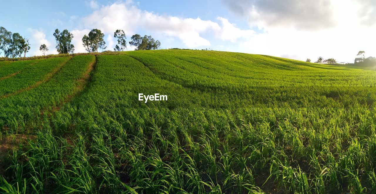 Scenic view of agricultural field against sky