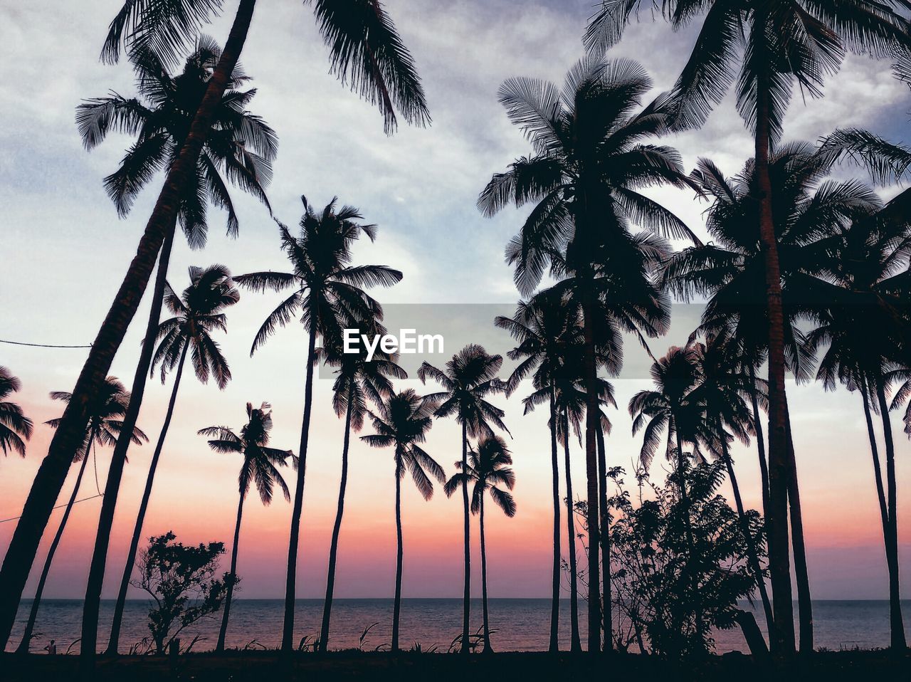 Palm trees on the beach at sunrise