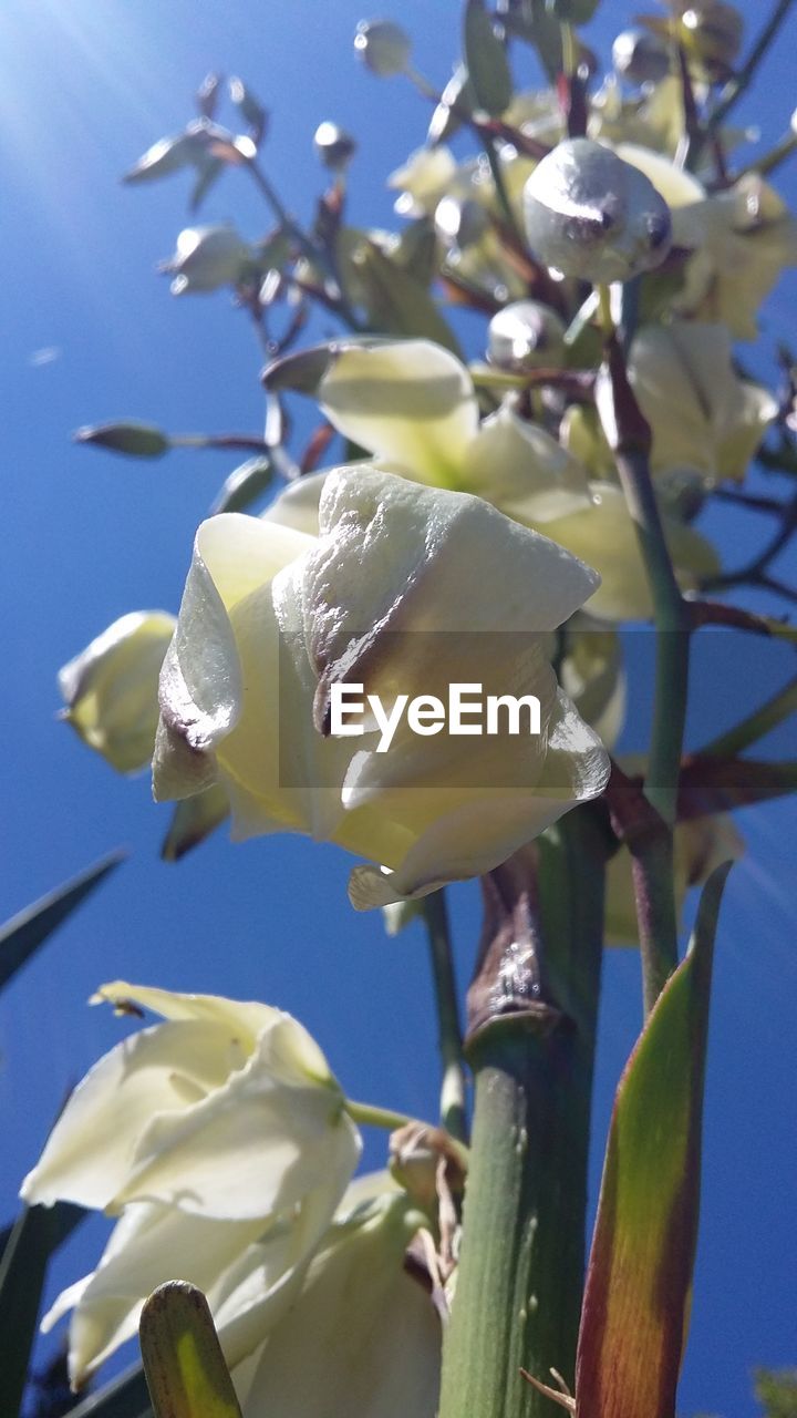 CLOSE-UP OF FLOWER GROWING ON BRANCH