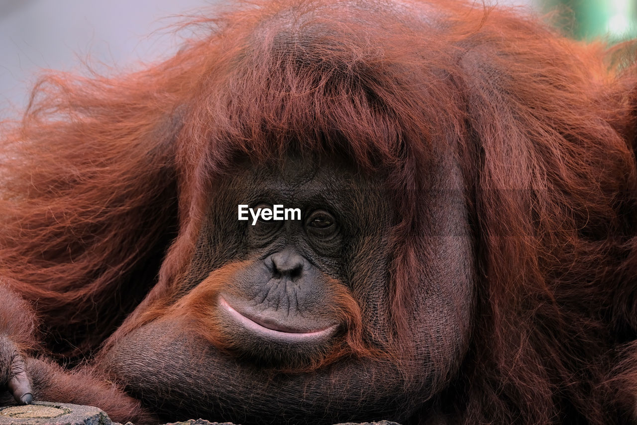 A photo of orangutan at the zoo